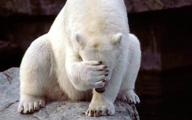embarrassed polar bear